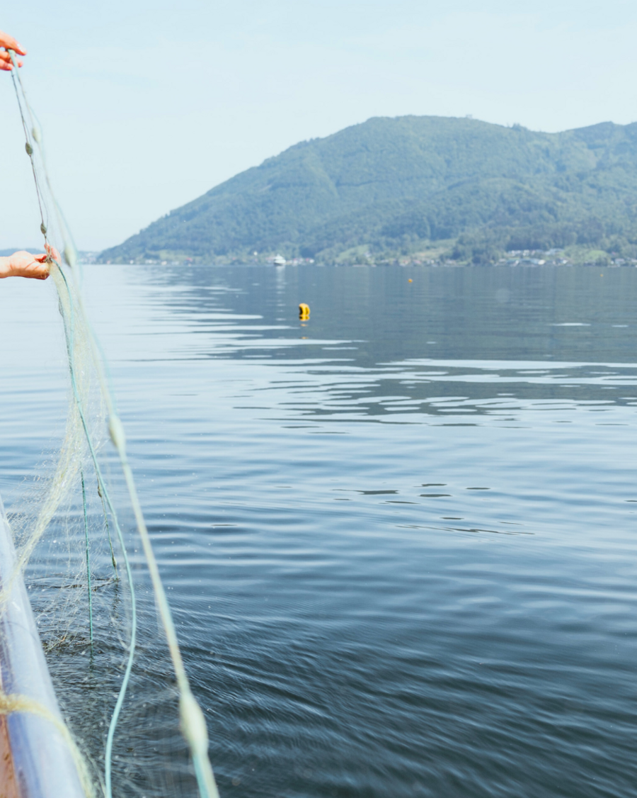 Fischer mit blauer Schürze im Boot auf dem Traunsee, während er ein Netz ins Wasser lässt. Im Hintergrund die Berge des Salzkammerguts