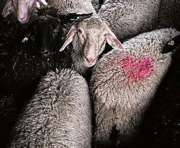 Schafe am Bio-Lamm Hof Gnigler (c) Thomas Apolt